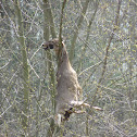 White-Tailed Deer