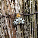 Magpie Moth