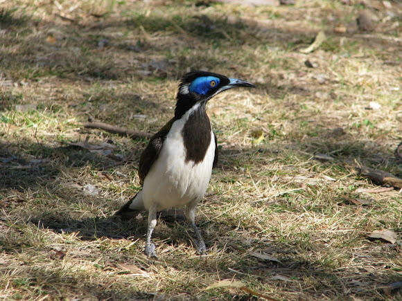 Spotting Image 1