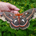 Cecropia moth
