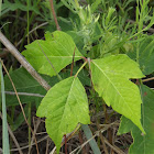 Poison Ivy