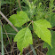 Poison Ivy