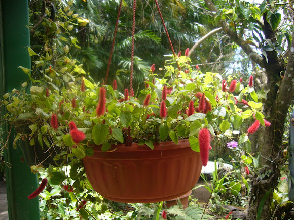 Spotting Image 1