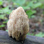 Crown-tipped Coral