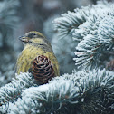 White-winged Crossbills