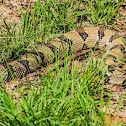 Timber Rattlesnake