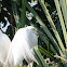 Great Egret