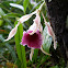 Orquídea Trichopilia
