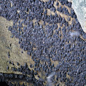 Geoffroy's Rousette Fruit Bats