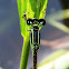 Pygmy Dartlet