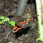 Squash Vine Borer