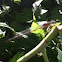Spotted Spreadwing