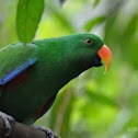 Eclectus Parrot
