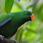 Eclectus Parrot