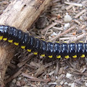 Yellow-Spotted Millipede