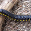 Yellow-Spotted Millipede