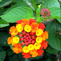 Lantana