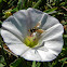 Hoverfly