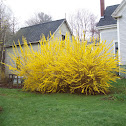 Forsythia