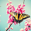 Eastern tiger swallowtail butterfly