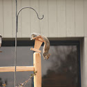 Gray Squirrel