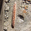 Mantis Ootheca
