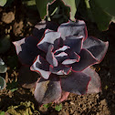 Unknown Echeveria?