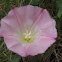 Orchard Morning Glory