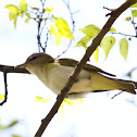 Red-eyed Vireo