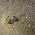 Vinegarroon, whip scorpion or uropygids