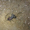Vinegarroon, whip scorpion or uropygids