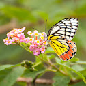 Common Jezebel