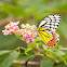 Common Jezebel