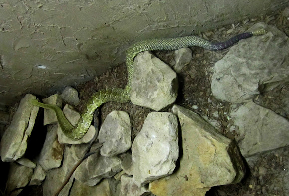 Spotting Image 1
