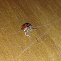 Ladybug