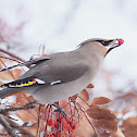 Bohemian Waxwing