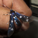 Polka-Dot Wasp Moth
