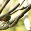 Red-browed finch