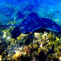 stingray