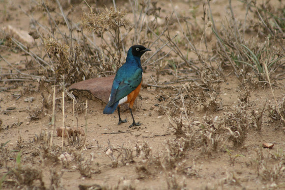 Spotting Image 1