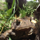 Toad