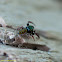 Jumping Spider