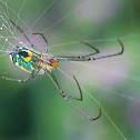 Orchard Spider