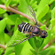 Bee Fly