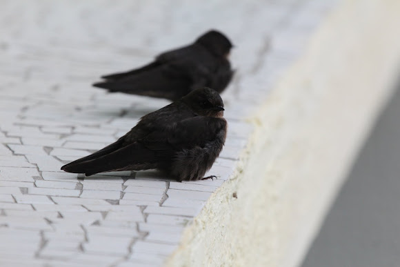 Spotting Image 1