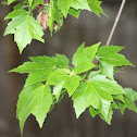 Red Maple