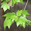 Red Maple