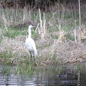 Great Egret