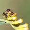 Ambush Bug