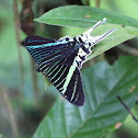 Green-banded Urania